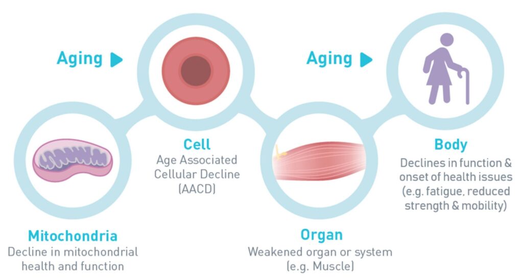Aging effects on cells and organs