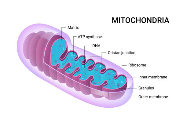 Diagram of mitochondria structure and functions