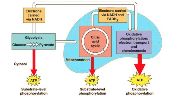 ATP production through cellular respiration pathways